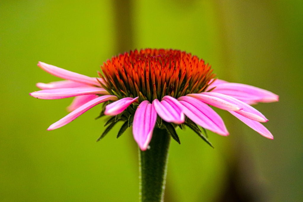 Echinacea ist ein Wirkstoff, der Wohlbefinden fördern kann. Wir verwenden es in unseren Kaugummi und Drops.